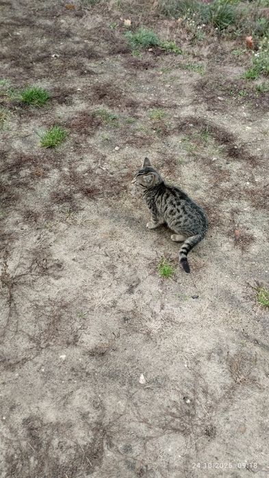 Mała kotka szuka nowego domu