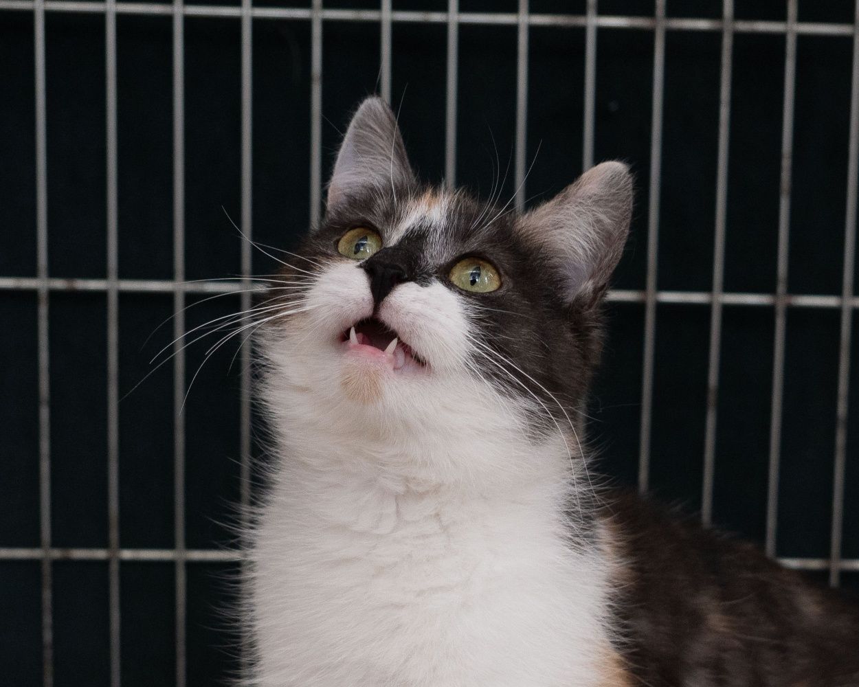 Migotka + Oreo = koci duet idealny