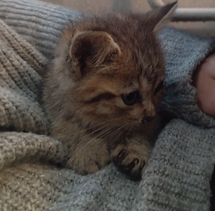 КОШЕНЯ, Хлопчик.
