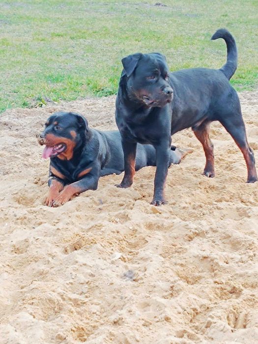 ROTTWEILER z Rodowodem