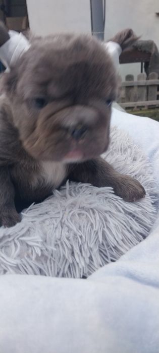 Пушистый комочек флаффи