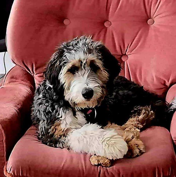 Bernedoodle Standard - unikalna, rodzice FCI