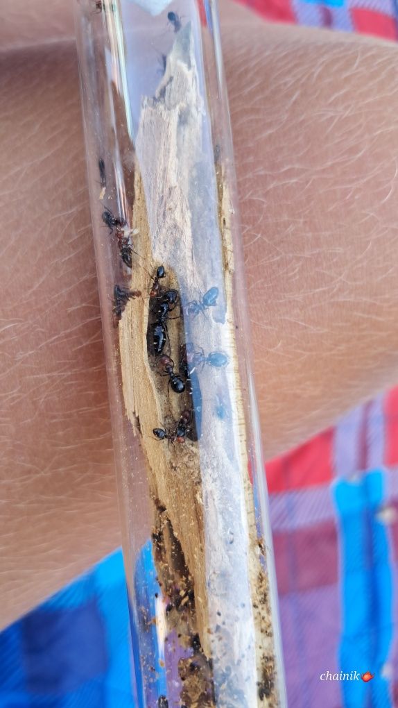 Муравьи Camponotus lateralis