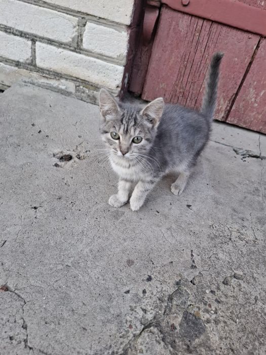 Віддам кошенят у добрі руки