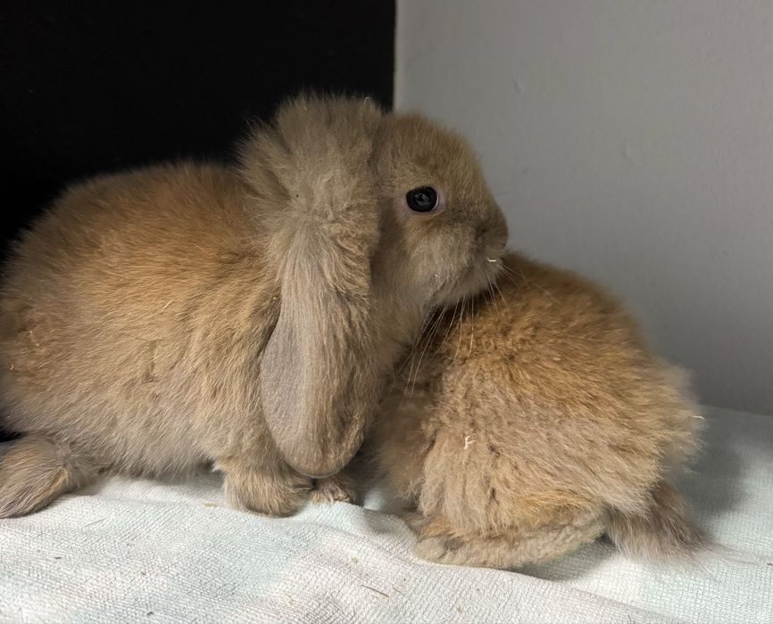 Coelhos anões (orelhudos)