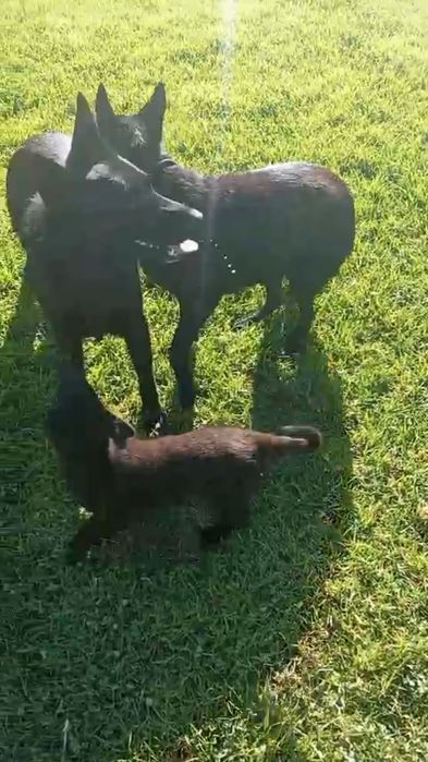 Pastor alemão preto fêmea