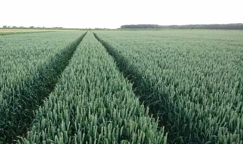 pszenica BANATUS czyszczona po C1/WYSYŁKA