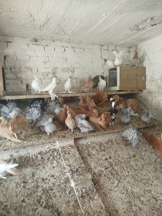 Pawiki żółte srebrne białe paw pawie