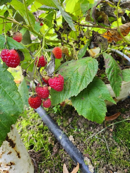 Maliny krzew sadzonka