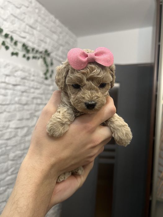 Maltipoo f1b pudel toy red brown badania