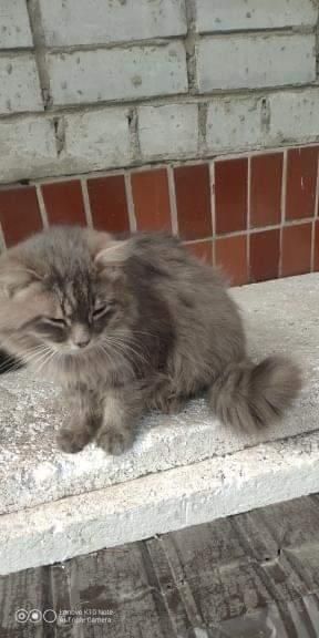 Пропал кот, Бавария