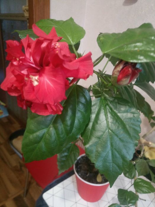 Продам комнатные цветы.
