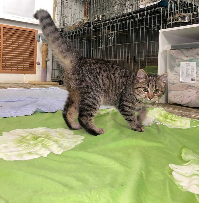 Красивая полосатая девочка-котёночек Мими, возраст около 3.5–4 месяцев