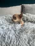Chihuahua piesek Tolek