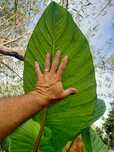 Alocasia cucullata ou orelha de elefante
