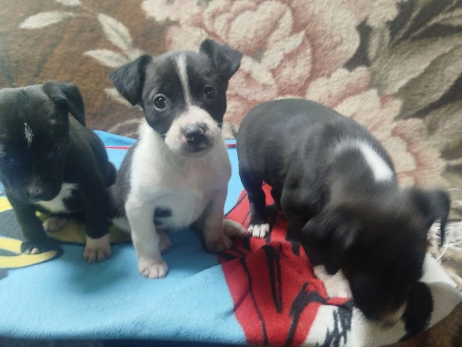 Цуценята піт буля