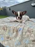 Bulldog Frances  macho fantastico