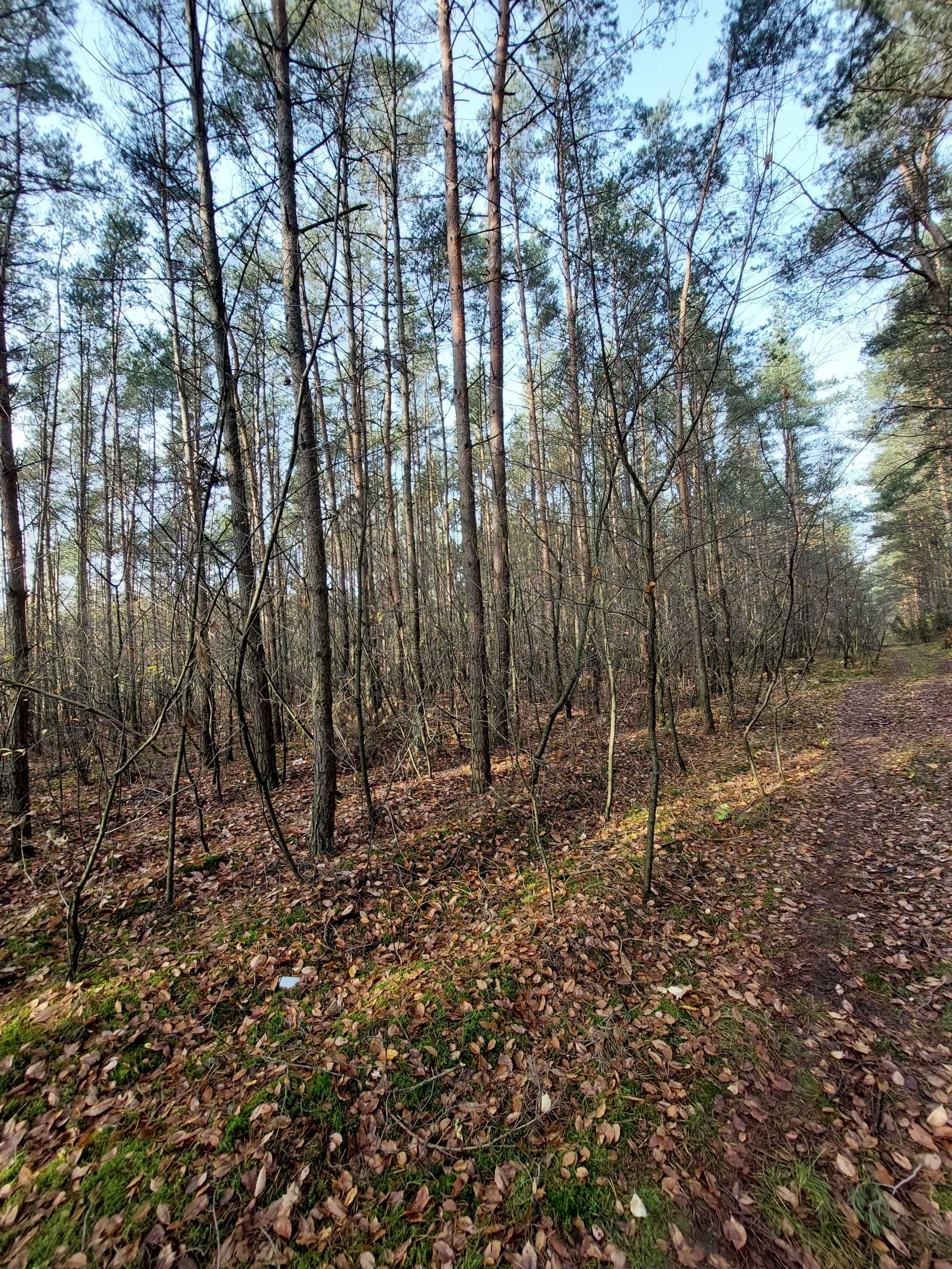 Syberia 2ha - 45 Letni Las ( działka z dostępem do mediów )