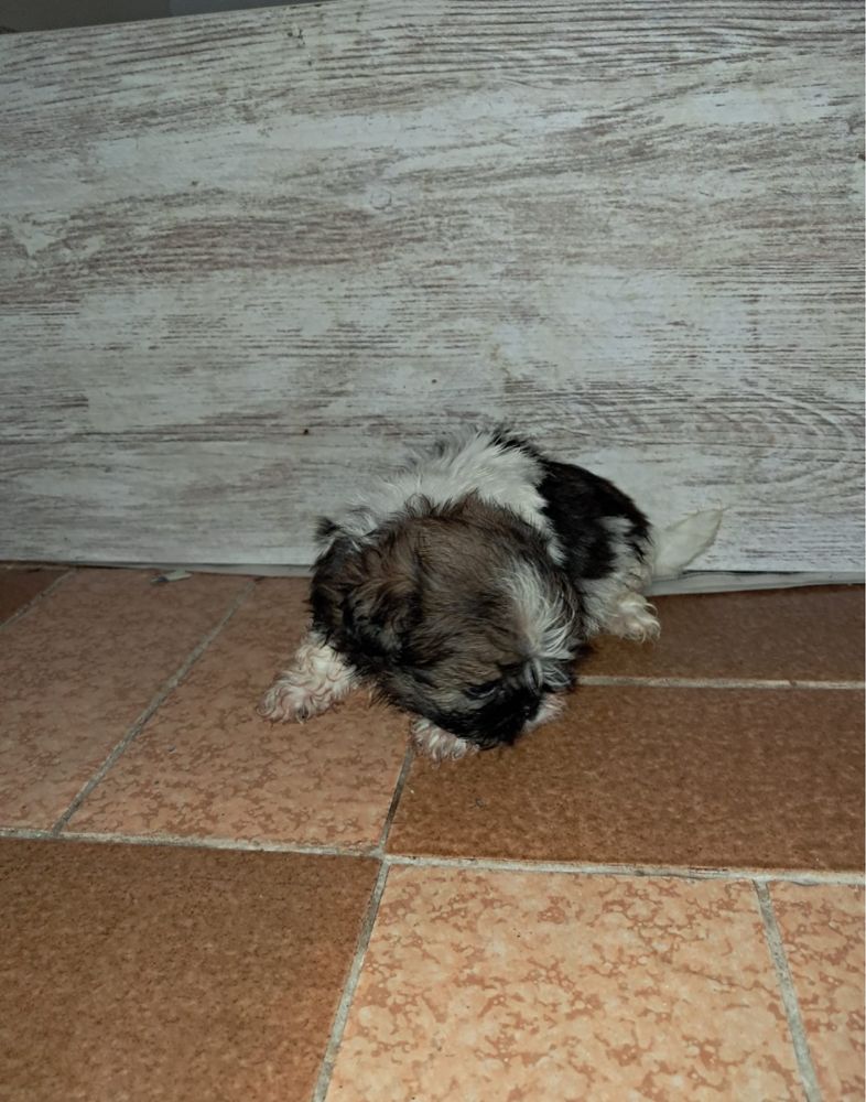 Shih-tzi linda menina three color