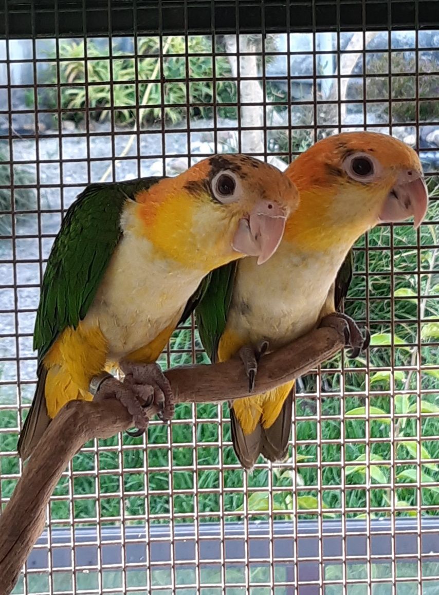 Marianinhas de Cabeça Canela