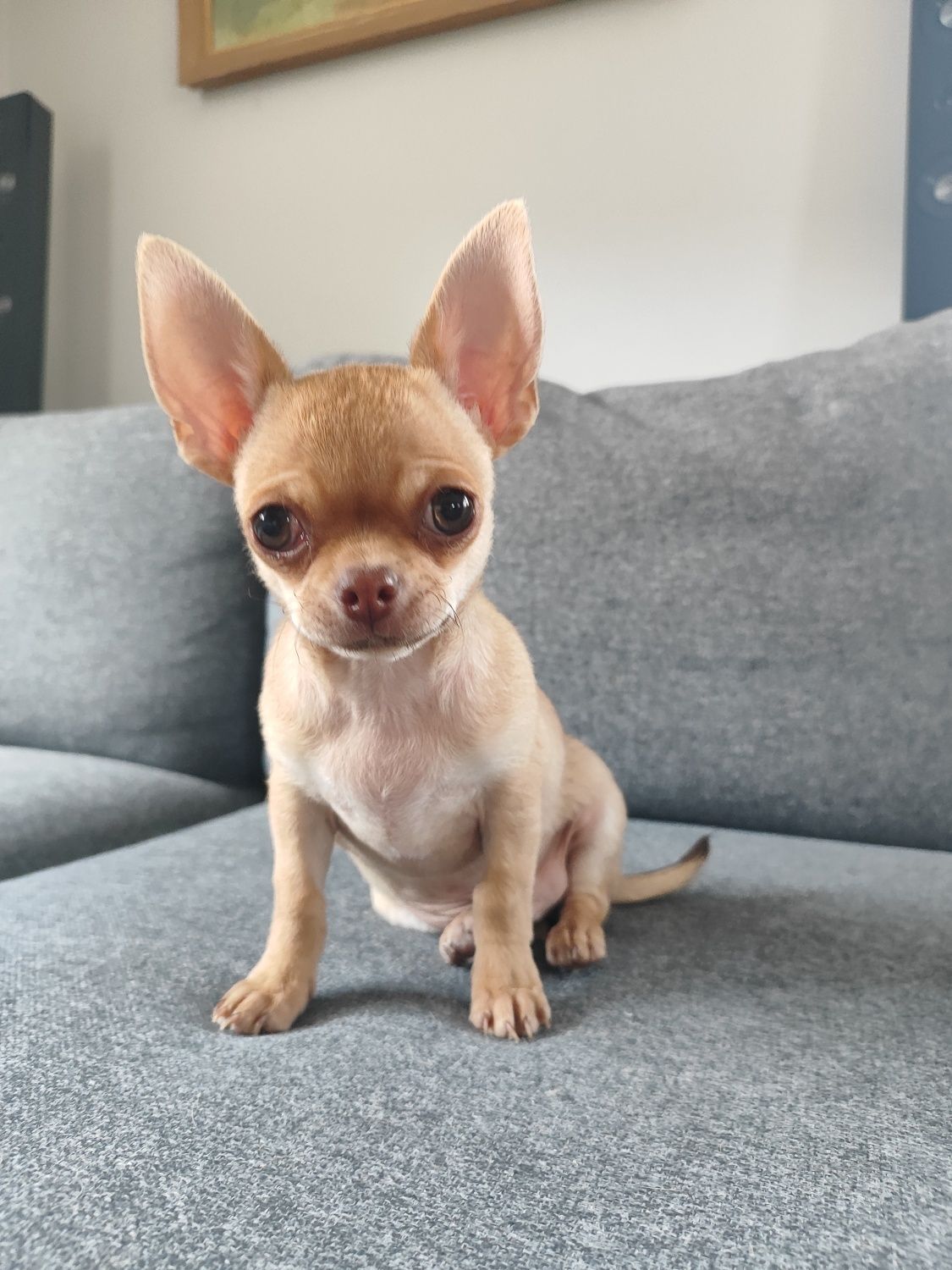 Śliczny piesek rasy chihuahua