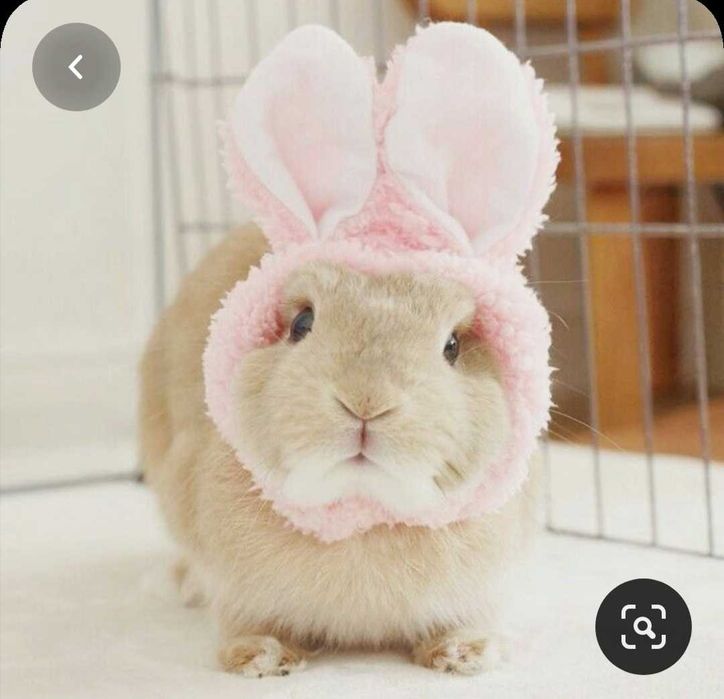 Coelhos anões mini+Gaiola Nova +alimentação adequada