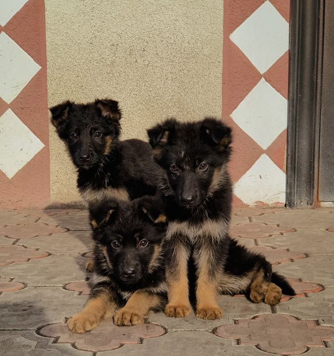 Цуценята німецької вівчарки