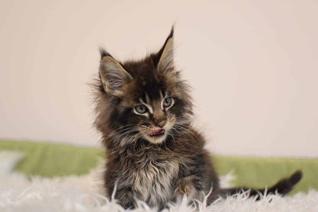 Kocurek Maine Coon /Do Hodowli