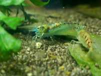 Neocaridina blue pearl,wysylka