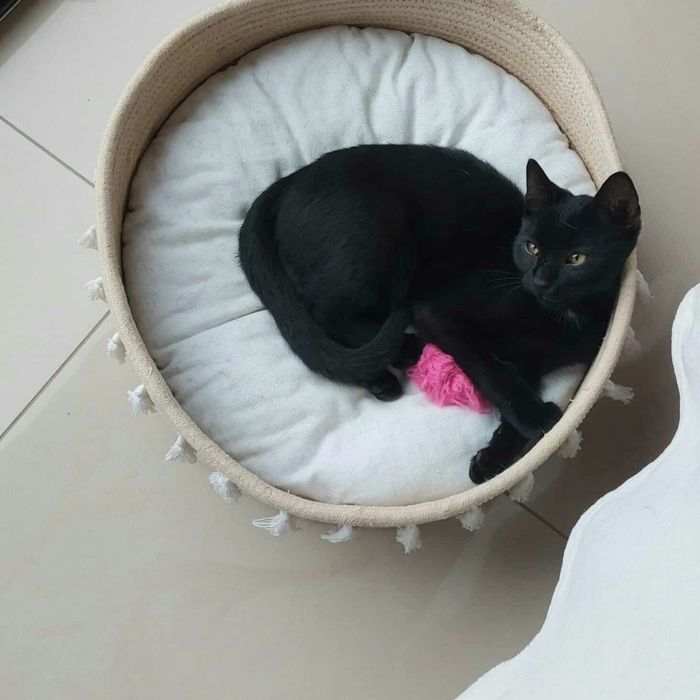 Laki szuka domu, kot, kotek, adopcja