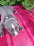Blue Szczeniak Amstaff