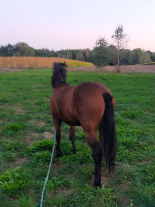 Koń ,ogierek huculski 15 miesięcy z pochodzeniem  wzrost 134 cm