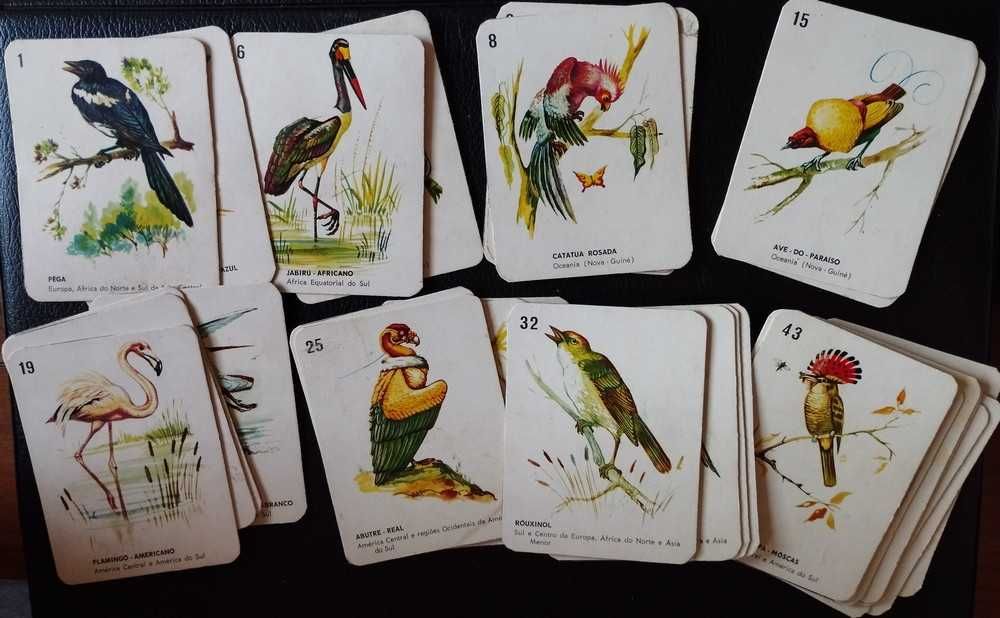 Coleção 31 Cartões com identificação de espécies de aves