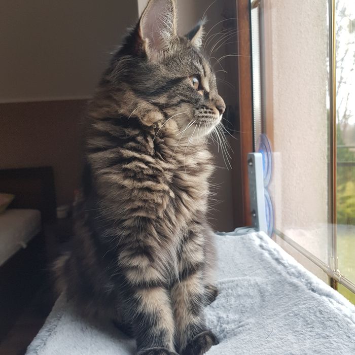 Koteczka Maine coon