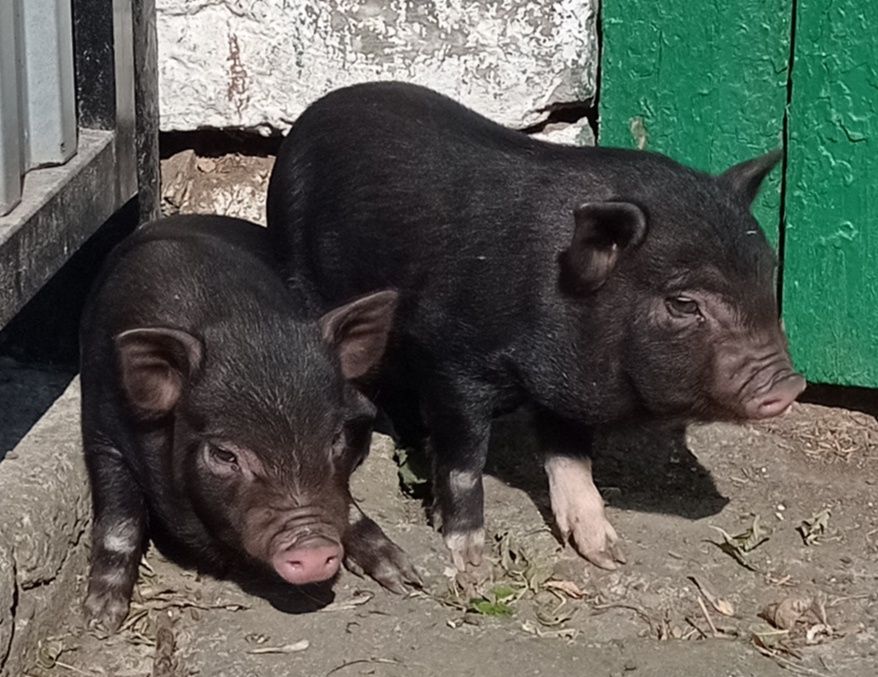 Продам в'єтнамські свині, поросята