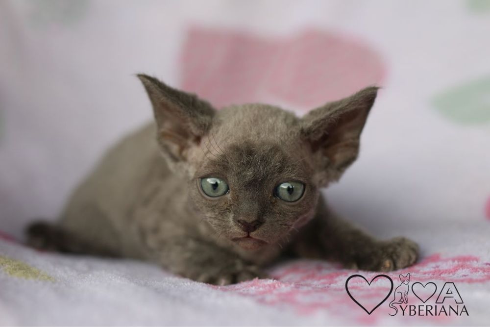 Niebieski kocurek devon rex