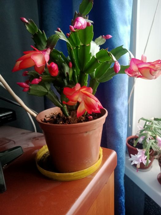 Предлагаю шлюмбергеру