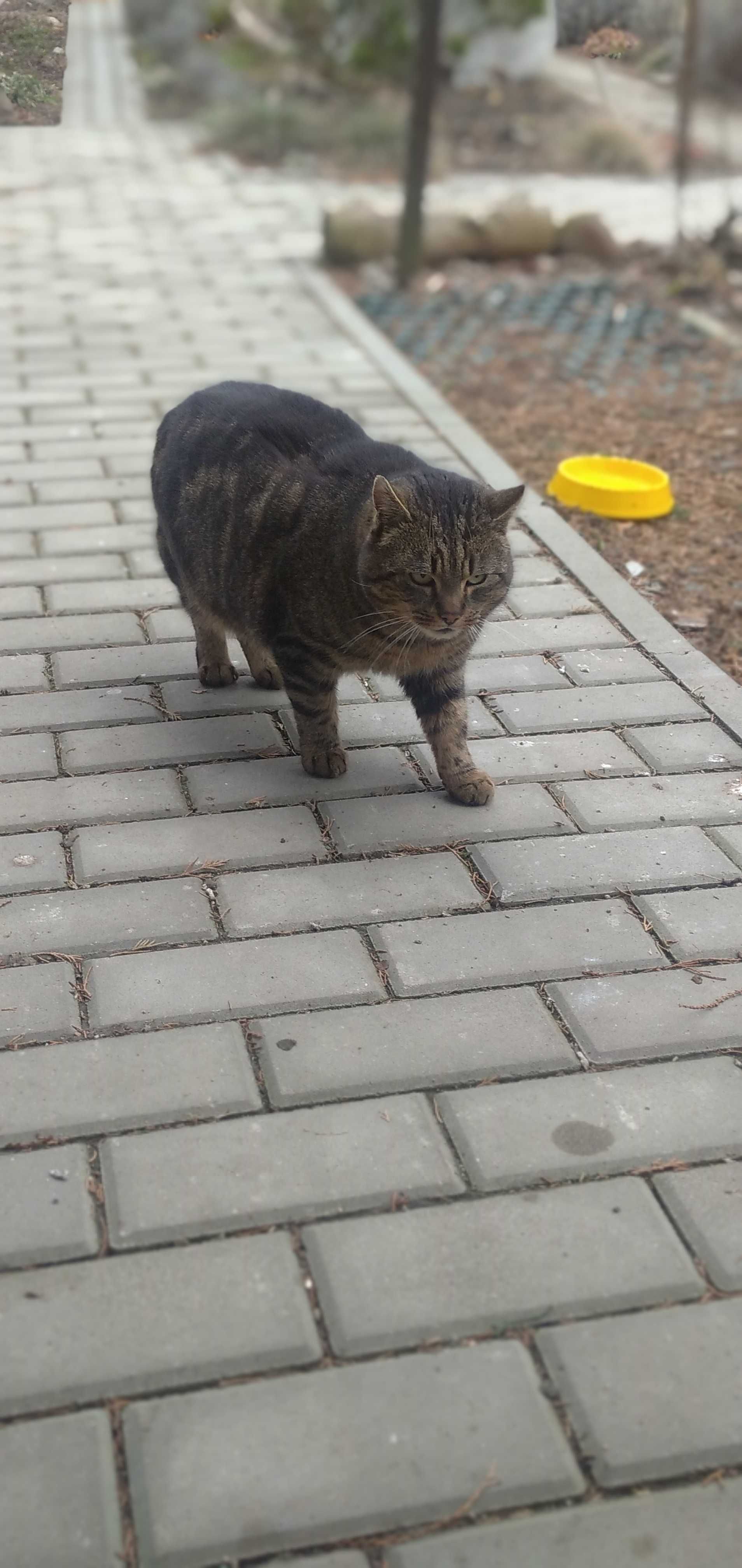 Wykastrowany Kotek Tygrys za darmo