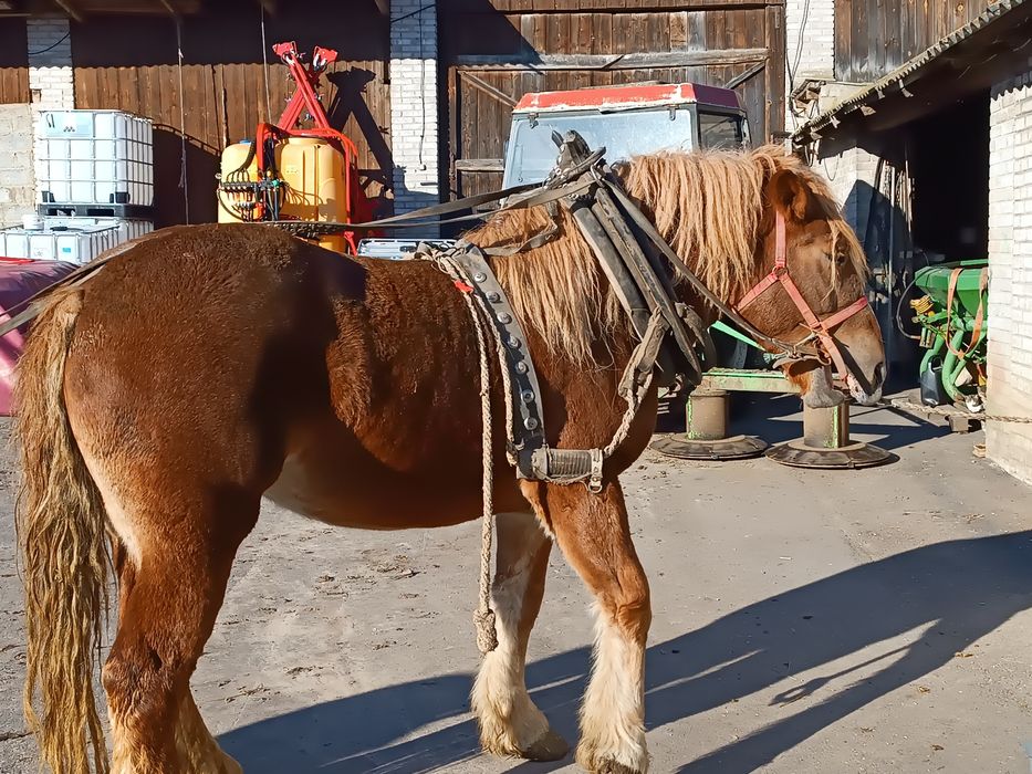 Klacz zimnokrwista 3.5 roku