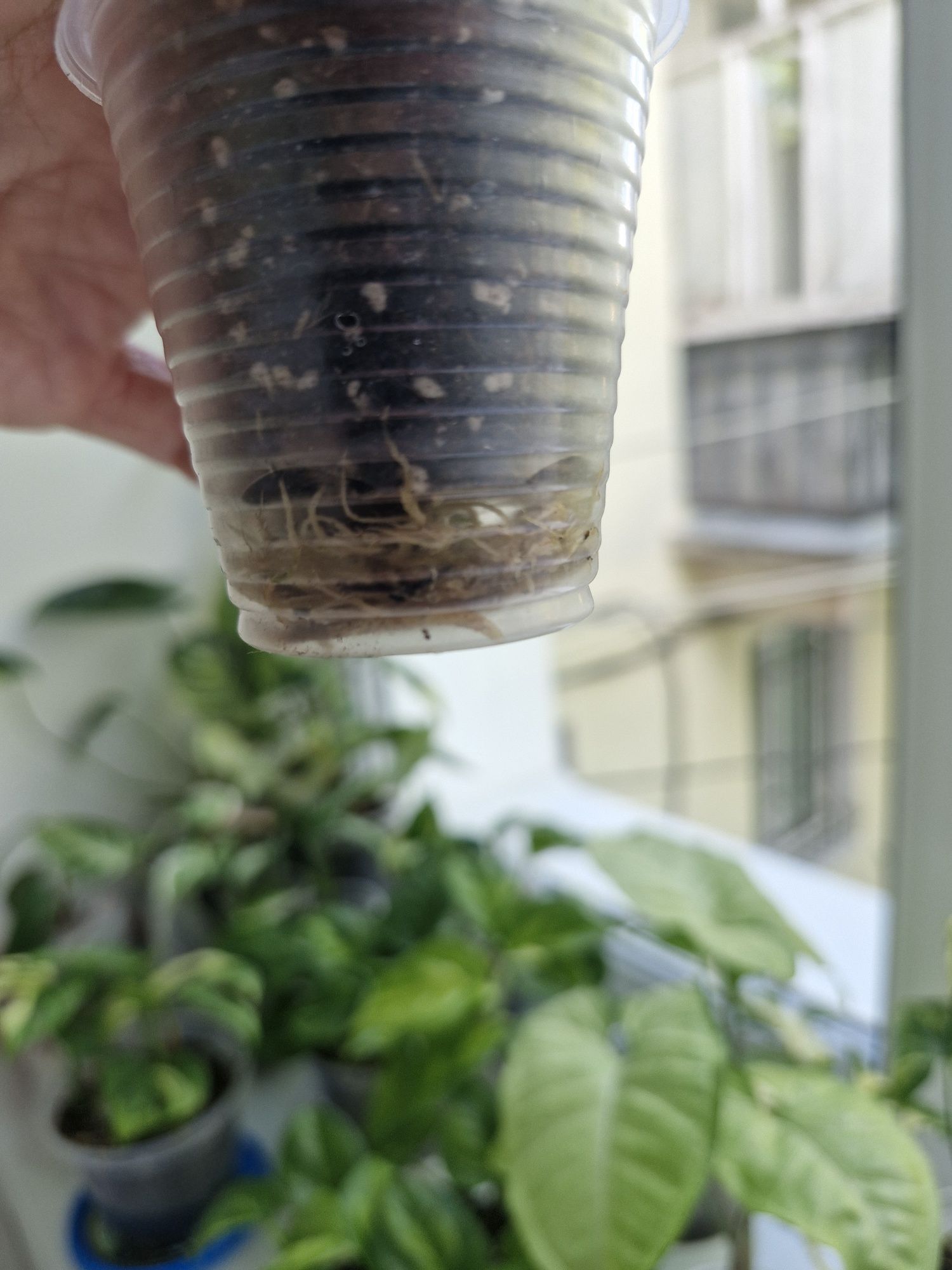 Сингониум Моттлед Мохито/Mottled Arrow Mojito