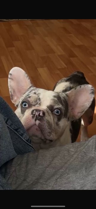 Віддам в добрі ручки