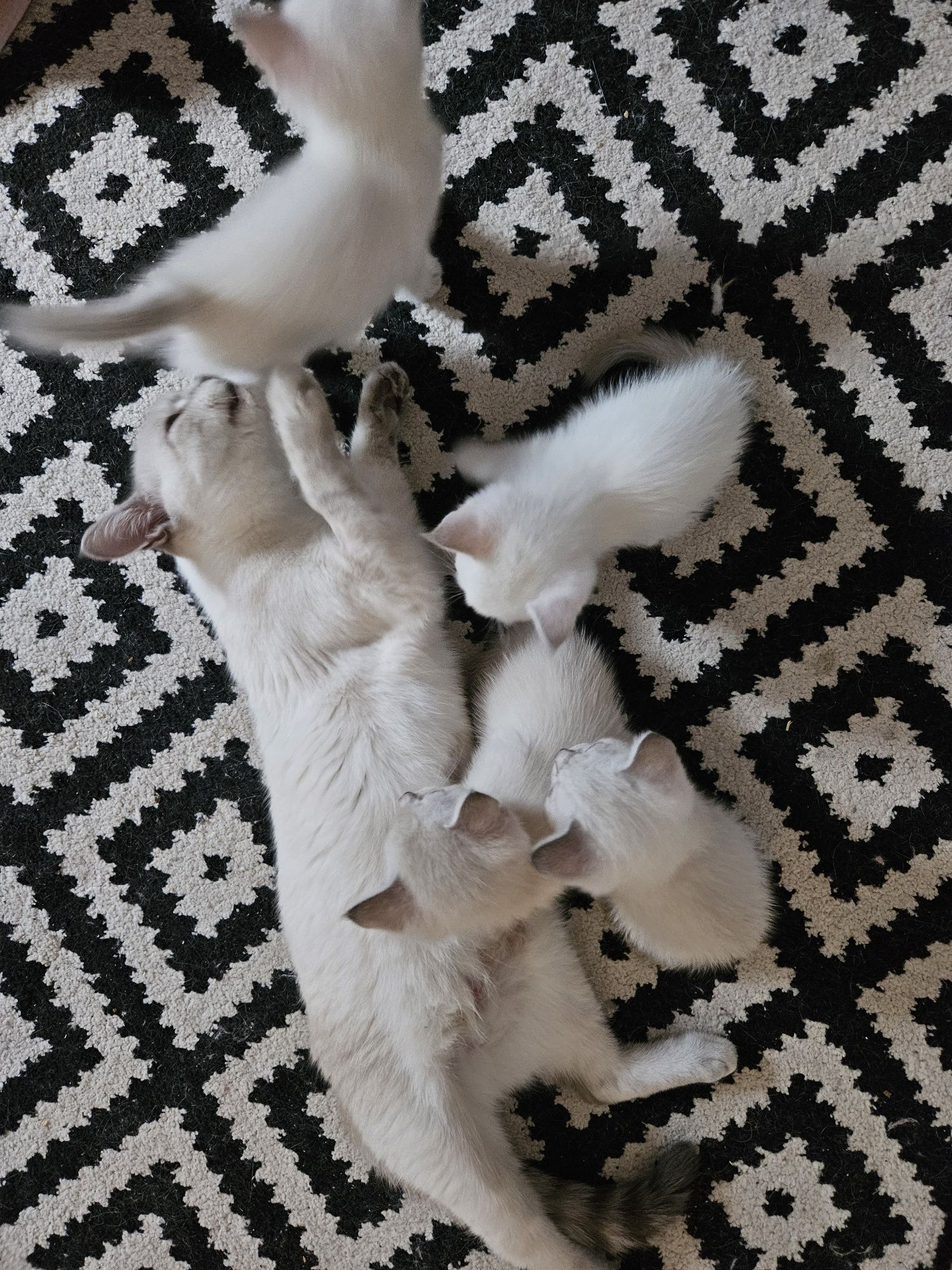 Британські котята