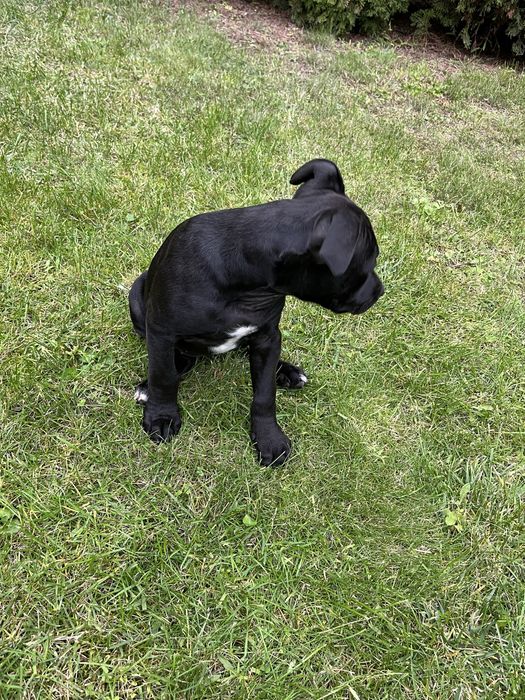 Suczka rasy Amstaff