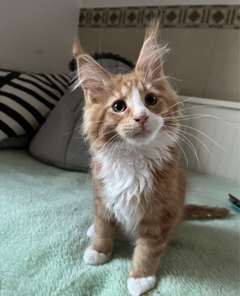 kocurek maine coon