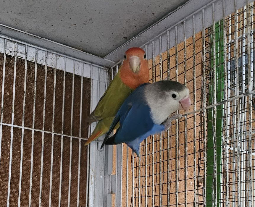 Rosicolis casal ja formado
