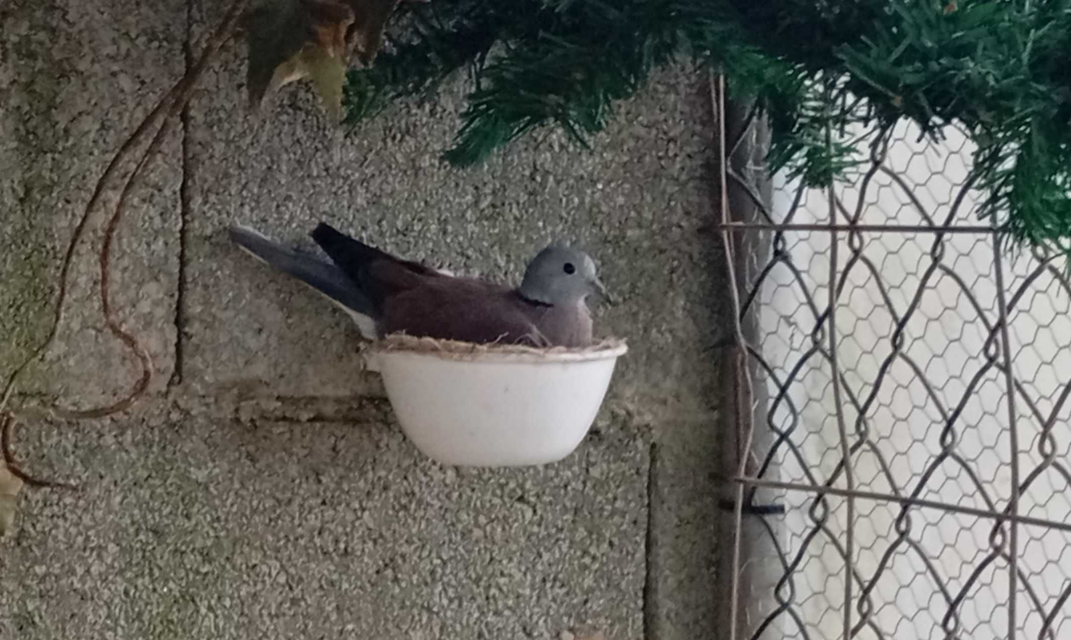 Rola-birmana (nome científico: Streptopelia tranquebarica)
