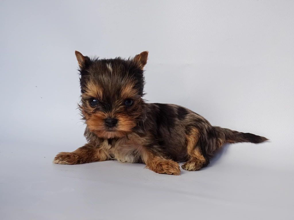 Blue merle piesek Ozzy mini xs