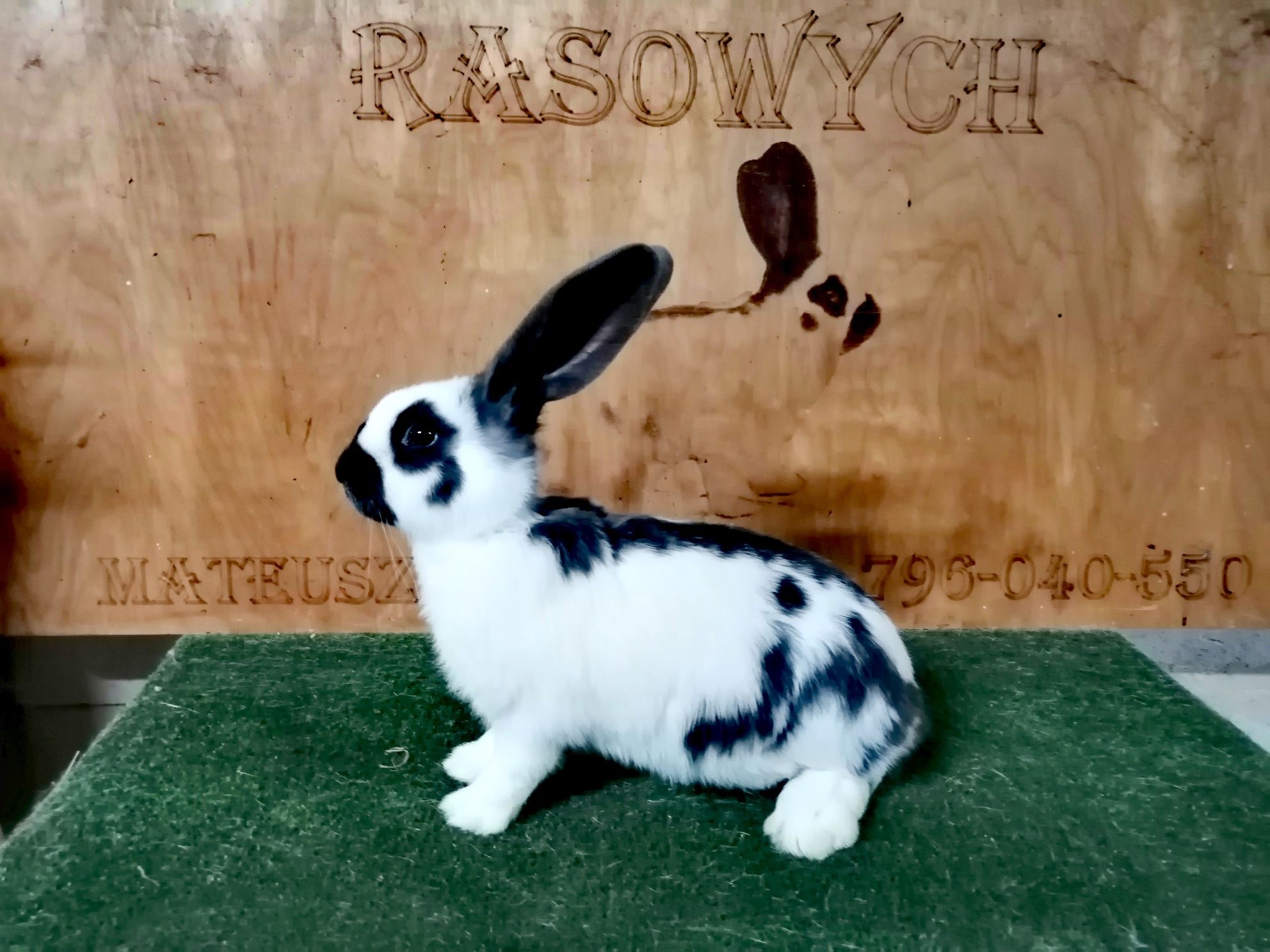 Samiec i samice  OSN rodowód Wysyłka
