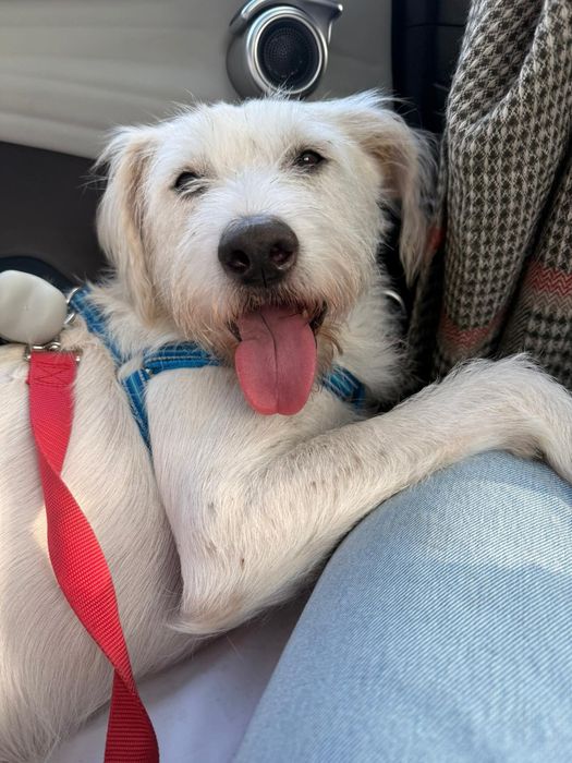 Cão meigo para adoção
