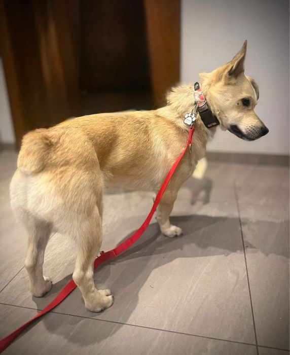 Z cieplego domu do zimnego kojca. Pilna adopcja!!!